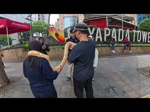 There is a Pencak Silat CFD in September 2025 #2