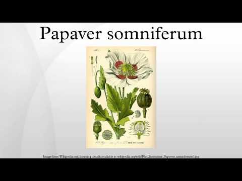 Papaver somniferum
