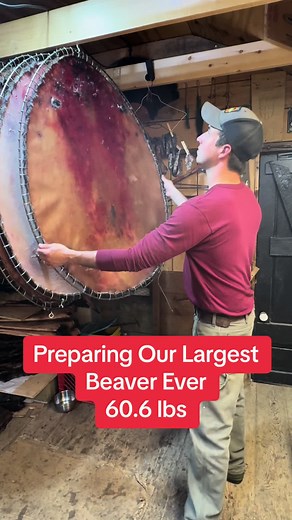 Preparing Our Largest Beaver: Sustainable Fashion from Wild-Caught Fur