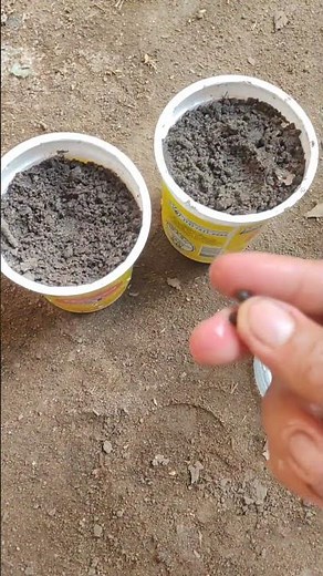 How to Germinate Okra Seeds Quickly: 5 Foolproof Tips