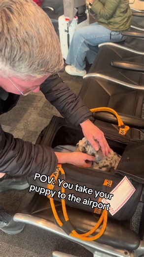 POV: you take your puppy to the airport 🥹🐶 #southwestairlines #puppydog #attentionseeker