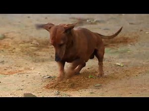 dog digging reference