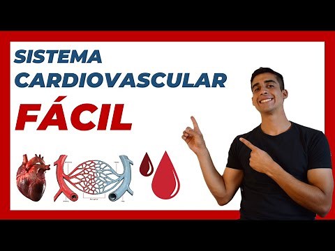 🩸 CARDIOVASCULAR SYSTEM (EASY explanation) CIRCULATORY SYSTEM
