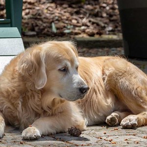 Golden Retriever Ear Care and Cleaning Guide (Infections, Trimming, Grooming) | Paws and Learn