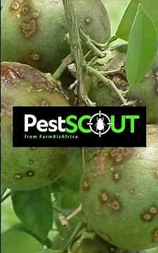 How to Use PestScout App to Diagnose Your Crops Instantly