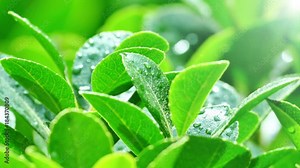 The background image of the colorful flowers, background nature, 4K