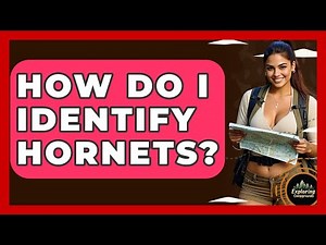 How Do I Identify Hornets? - Exploring Campgrounds