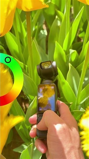 You’re an insect exploring a spring wonderland🌸｜Osmo Pocket 3