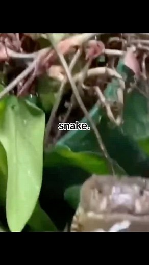 🐍 𝚂𝚗𝚊𝚔𝚎 🐁 on Instagram: "If anyone is curious how much a ball python grows check this out! If you get a baby ball python it can grow to be 3-5 feet long in as little as three . .📸 Source : Tiktok: colt.j.dixon All credit are reserved for their respective Owners . Pls DM for Credit or Remove. .---------------- . . #cornsnakelove#reptilesofinsta#snakeriver#reptilesofinstagram#herpsofinstagram#snakeslovers#dangernoodle"