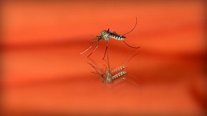 When will dengue turn life-threatening? Researchers identify genes that provide a tell