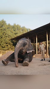 World's Most Luxurious Elephant Spa | Forrest Galante