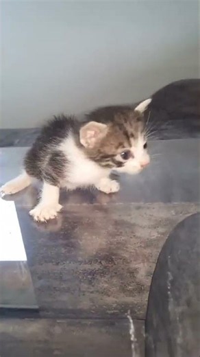 Adorable Cats Meowing - Cute Cat Sounds Compilation