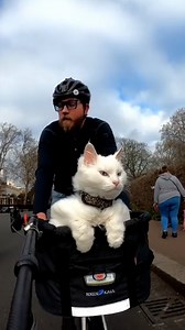 375K views · 29K reactions | This guy's cat loves coming on bike rides with him  | Furry Tails | Facebook