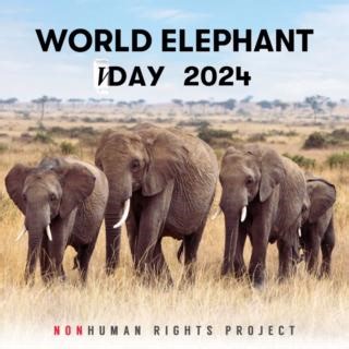 #WorldElephantDay is August 12th! But here at the NhRP, one day isn’t enough and we’re bringing back World Elephant Week again this year to honor elephants across the world and their right to freedom. All week long, we’ll be sharing unique and inspiring content—including reflections from our legal team, insights from elephant experts, and stories about our elephant clients! Your support and enthusiasm will help us amplify our message and grow our movement to end elephant imprisonment everywhere.