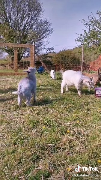 Les mâles de la chèvre : tout ce qu'il faut savoir