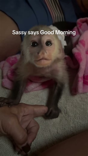 Good morning from Sassy Boots #babymonkey #monkey #monkeysassyboots #monkeylove #capuchin