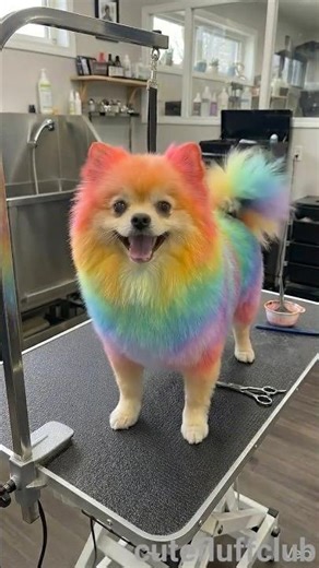 Unbelievable Rainbow Lion Dog Transformation! 🌈🦁#pomeranian #glowup