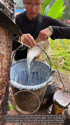 Collecting Natural Latex from a Tree Using a Bottle Container Method