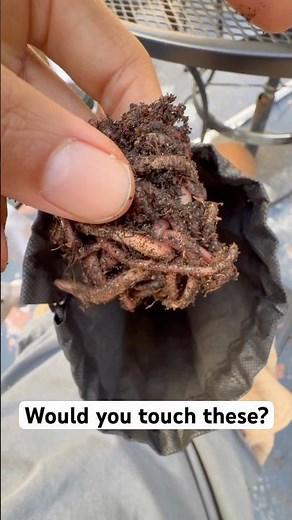 Adding Red European Crawlers to My Worm Compost Bin | Part 3 Vermicomposting