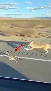 The legendary hawk-winged bird #SwagGagNews