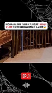 Combat de chien ! | MagiStories