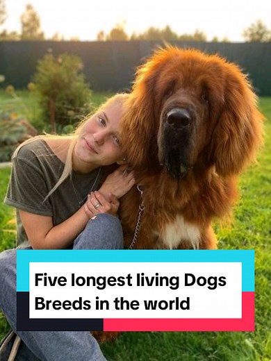 Top 5 Longest Living Dog Breeds | Dachshund, Beagle & More