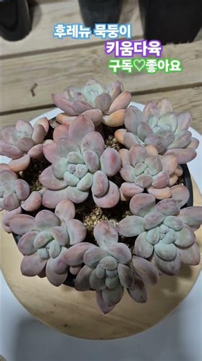 #다육식물 #succulent #행복한#건강#cactus