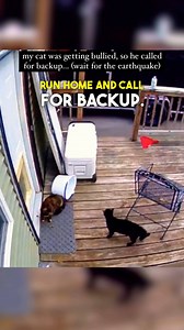 Showing the Neighbourhood Bully Who's Boss 🤣 🎥 (shellshocked93 via TT) #catvideos #funnycats #cats #catlover #dogvideos | Brennan Rogers