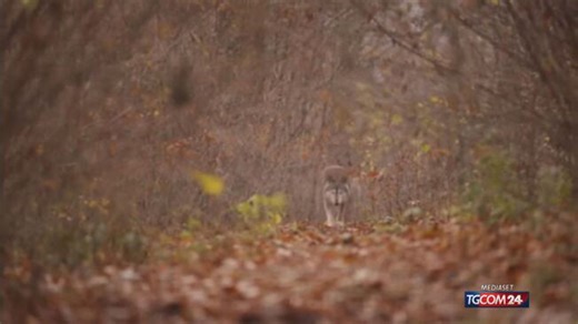 Chernobyl, lupi grigi mutanti attorno alla centrale nucleare