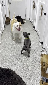 toby has a thing for older ladies  | K9 Country Club | Facebook