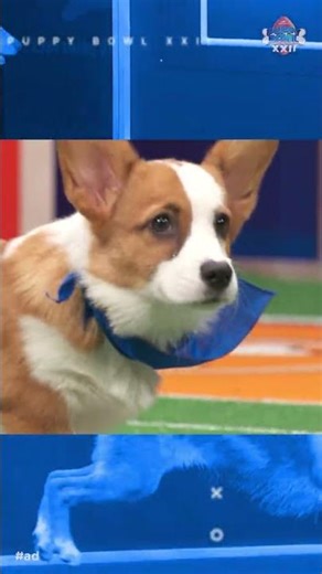 Meet Chappell Bone | Puppy Bowl