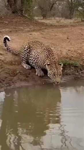 🐆⚔️🐊 A moment of peaceful drinking quickly turns into a battle for survival! When this unsuspecting alligator surfaced, the leopard didn't retreat it attacked. Watch the sheer speed and lethal precision of nature's ultimate ambush predator. This footage will shock you. ​ ​#LeopardAttack #AlligatorHunt #NatureUnfiltered #UnbelievableMoment #Safari #wildusaanimals | Wild USA Animals