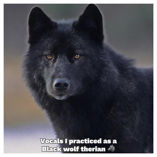 Therian Black Wolf Vocal Howling Tutorial