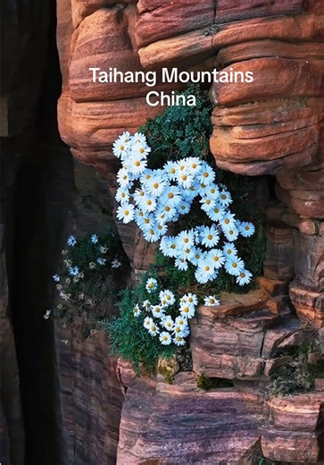 Taihang Chrysanthemum — Flower of the Cliffs in Taihang Mountains