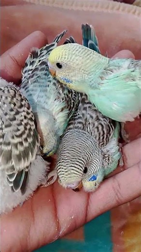 Budgi Birds Babies