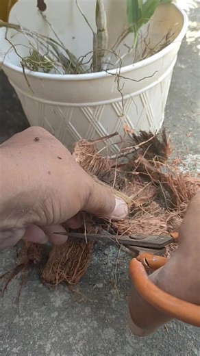 1.3K views · 1.8K reactions | A long video about preparing materials and planting orchids. My method may not be the best, and I will continue to learn and improve. Thank you for watching. #plants #ornamentalplants #orchids | Iksan Red | Facebook