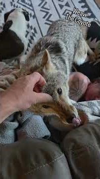 MORNING DRILL! 🐺 #weavethecoyote #coyote #dog #puppy #nature #wildlife #love #life #live #pets #pet