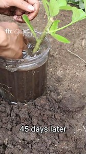 402K views · 7.7K reactions | Magic Rooting On Plant in short video | Grafting Examples | Facebook
