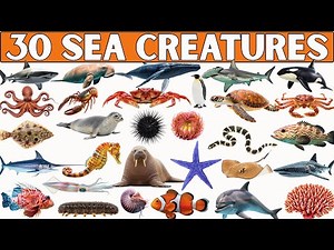 Sea Creatures 🌊🐬| Learn the Names of 30 Sea Creatures Quickly (Super Easy) for Kids!