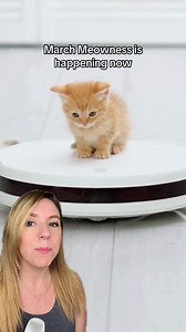 March Meowness is happening! Cat pics can be used to remove fees at the Worcester Public Library in Massachusetts for the entire month of March. And if you can’t get ahold of a cat photo, a picture of “any ungovernable animal” will do. Cat photos are being “donated” from around the world on the Worcester Public Library FB page. Just search for the library’s name, then find a recent post about March Meowness to add a photo 🐈 #marchmeowness #cats #catsoftiktok #goodnews | That Good News Girl