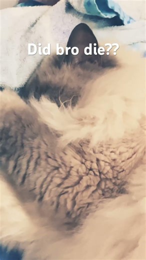 Did bro die? #bruno #cat #cats #funny #galacticbruno #memes #trending #shorts #fyp #oof #sleep #tntl