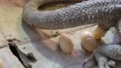 Pogona vitticeps female deposing eggs. A reptile living in Australia...