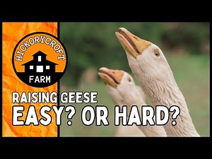 Is Raising Geese On Your Homestead Easy Or Hard? Our Experience And Insights