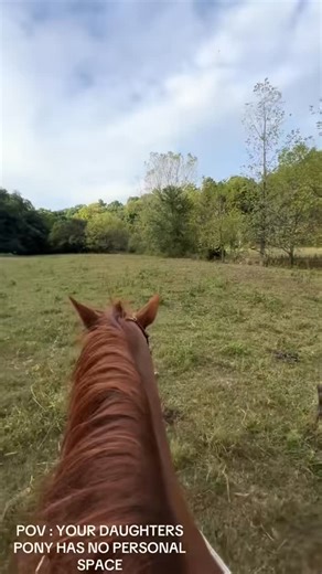 55 reactions | He embodies the personality of donkey off shrek #horse #horses #horsegirl | Ashley Hunter | Facebook