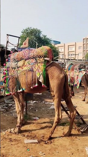 dil hum hum kare/दिल हुम हुम करे#trending #shortvideos #रूदाली