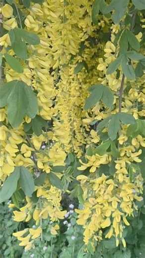 Cassia Fistula (Amaltash or Golden Shower)