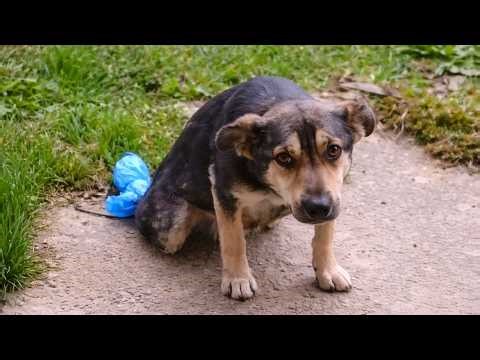 Dog Dragging His Back Legs Across the Street Starts Walking Again