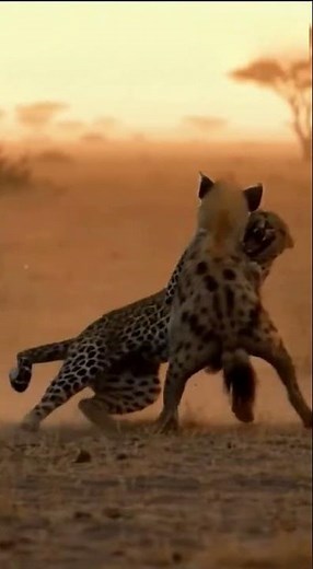 Hyena vs Cheetah: Unexpected Fight Caught on Camera!