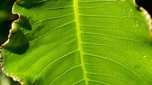 a leaf that has a very beautiful and elegant texture with the veins showing up close