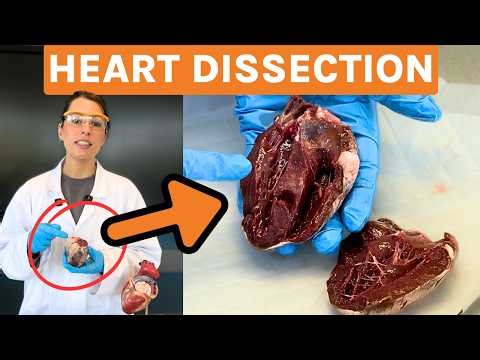A-level Biology Required Practical 5: How to Teach the Perfect Heart Dissection